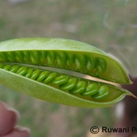 Crotalaria laburnifolia L.